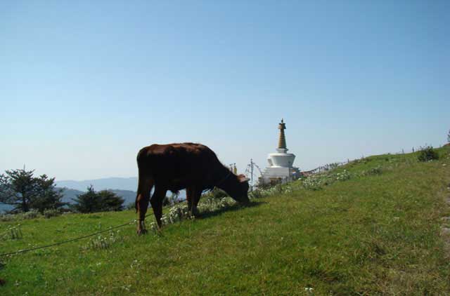 Sandhaphu Trek