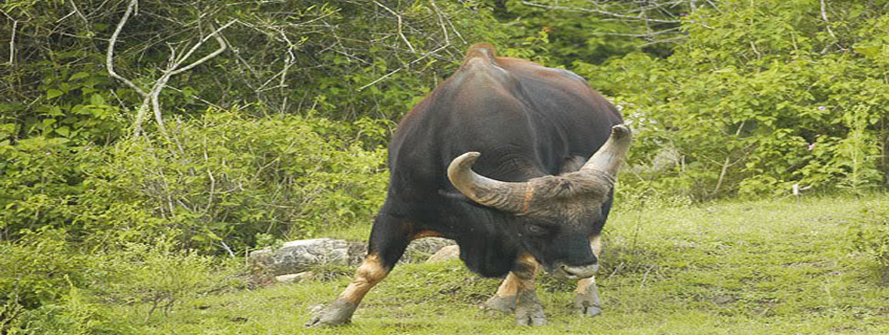 Bandipur National Park