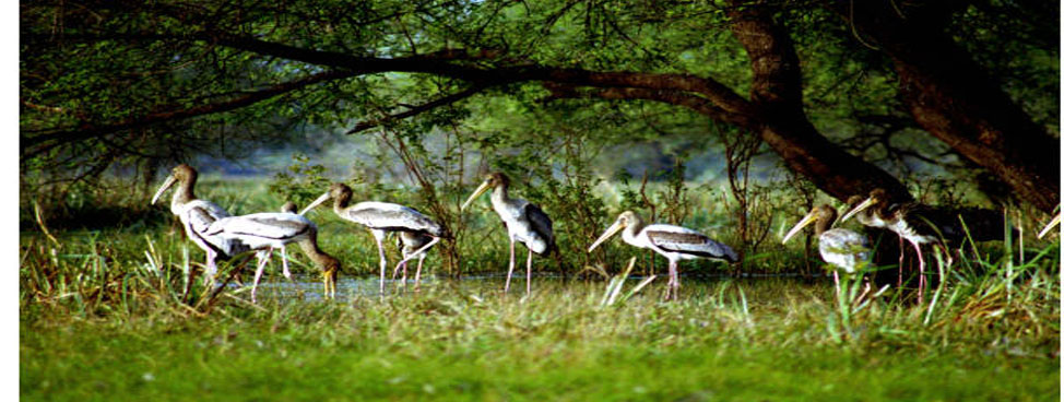 Bharatpur Bird Sanctuary