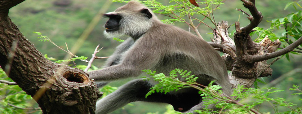Eravikulam National Park