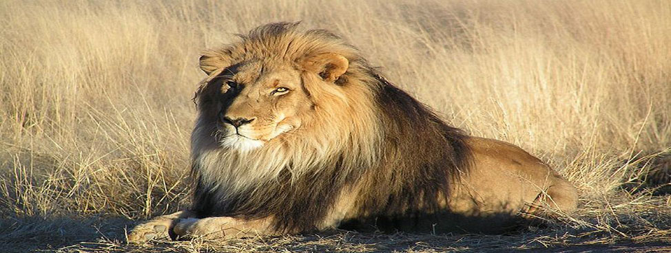 Gir National Park