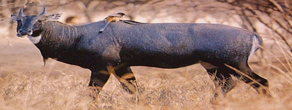 Kanha National Park