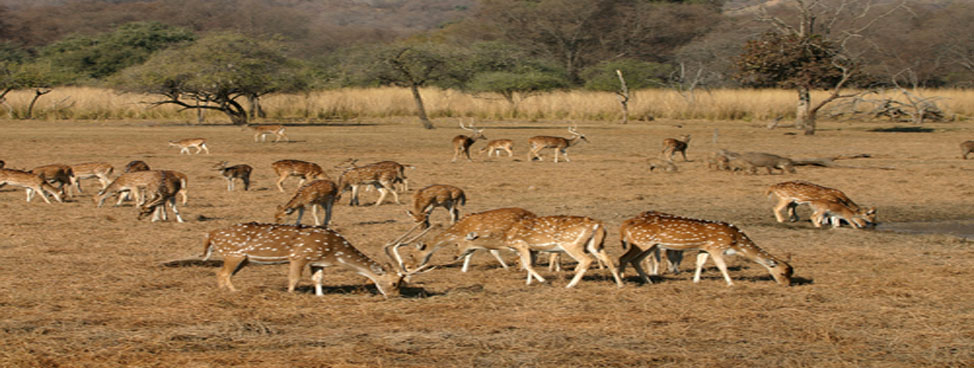 Ranthambhor National Park
