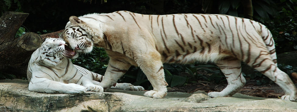 Sundarbans National Park