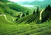 Darjeeling Trek