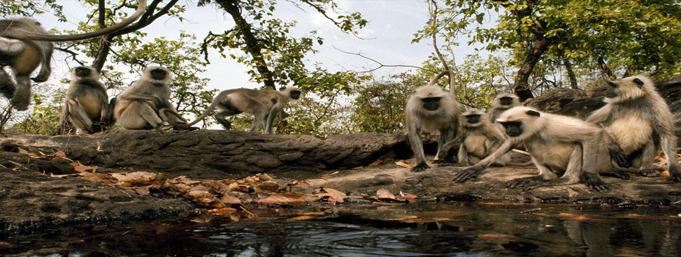 Bandhavgarh National Park